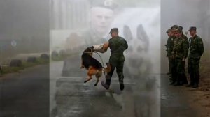 ВСЁ О ПОРОДЕ НЕМЕЦКАЯ ОВЧАРКА