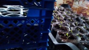 Петуния грандифлора Алладин