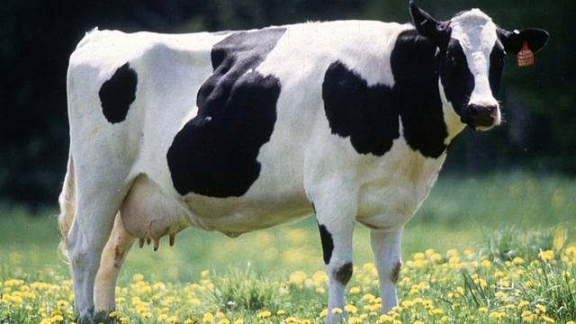 ТОП-5 ЛУЧШЕГО ШОКОЛАДА ДЛЯ ПОДАРКА смотреть онлайн