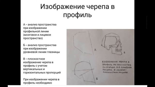 Инновационные методы изображения черепа человека в фас и в профиль по этапам смотреть онлайн