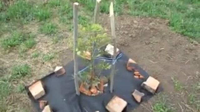 Секвойя кипарисы кедры Крым Май Июнь 2022 смотреть онлайн