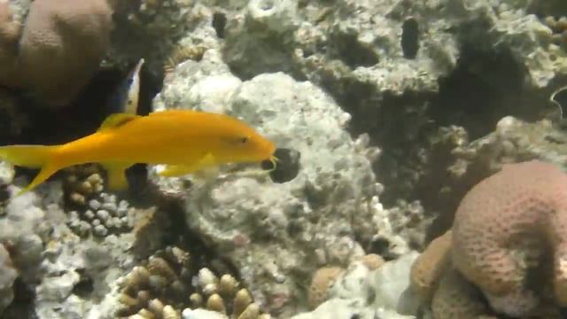 Золотистые зубатые барабули смотреть онлайн