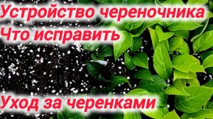 Устройство череночника. Что исправить. Уход за черенками