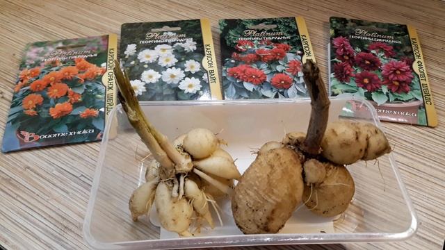 ЗАЧЕМ Я СОХРАНЯЮ КЛУБНИ ОДНОЛЕТНИХ ГЕОРГИН ?? смотреть онлайн