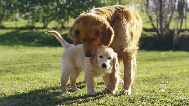Relax Your Dog TV. Entertainment Virtual Dog TV with Calming Music. 12 Hours of Dog Videos for Dogs смотреть онлайн