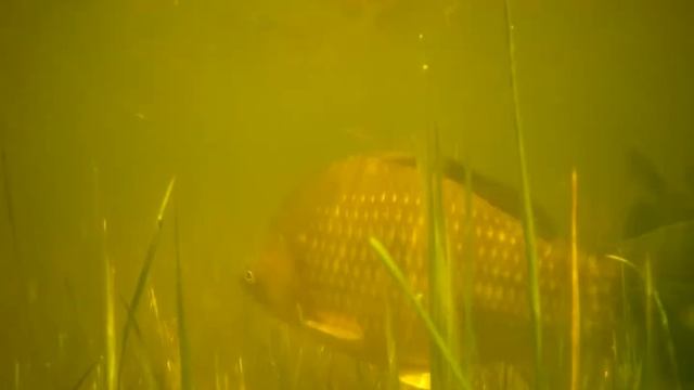 В гостях у карасей. Проверка видео камеры на герметичность. #рыбалка #отдых смотреть онлайн
