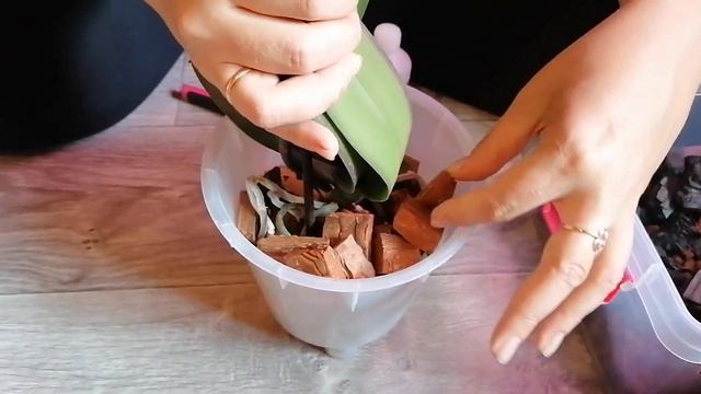 Пересадка орхидеи в кору, мох и уголь смотреть онлайн