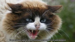 Кошка шипит: основные причины агрессии