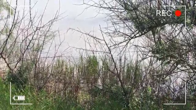 Три Хатки ч.15 Аренда Водоема | Кормим карпа пшеницей | Нерест Карпа | Рыбалка в нерест на турунчук смотреть онлайн