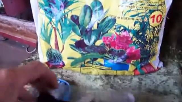 ??#Выращивание рассады в скорлупе яйца-древний метод смотреть онлайн