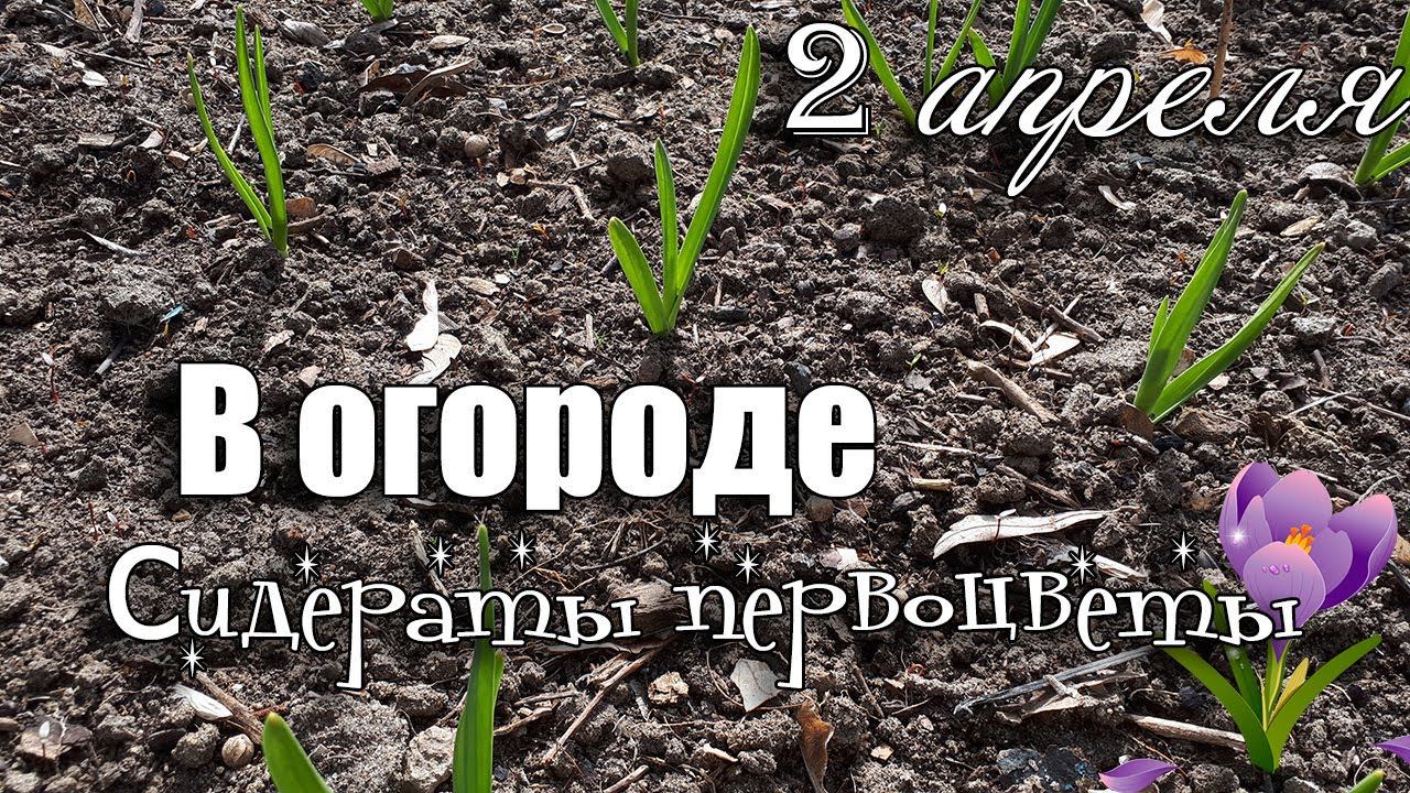 В Огороде 2 апреля Природа просыпается Сидераты посеяли Цветут Первоцветы. Обзор Сада и Огорода смотреть онлайн
