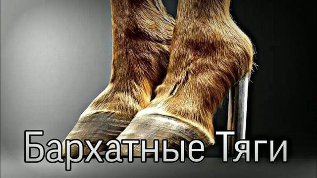 не хочется ругаться не хочется бранится смотреть онлайн