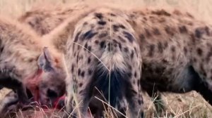 Гиены съели телёнка Гну заживо