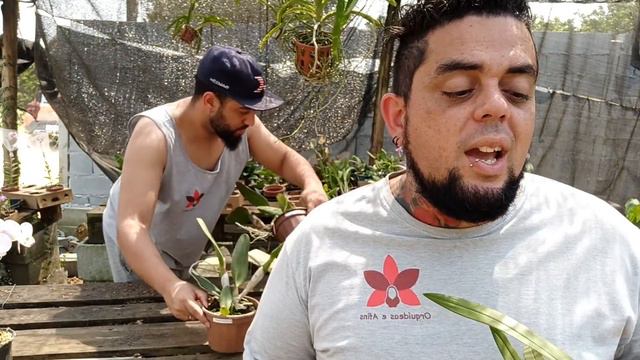 Orquídea Dendrobium Agregatum em Floração! e Muito Mais! смотреть онлайн