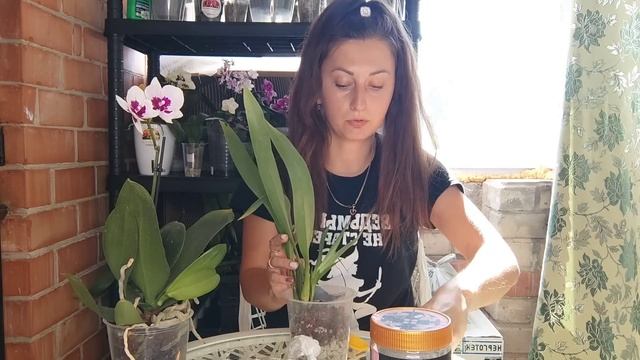 САЖАЮ Орхидею БЕЗ КОРНЕЙ для Быстрого НАРАЩИВАНИЯ НОВЫХ ЖИРНЫХ