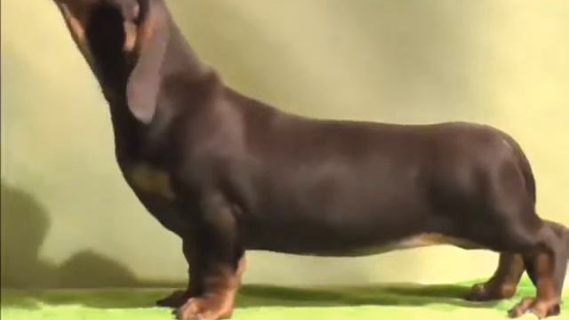 Galaktika Lubvi Iz Strani Grez (*Galaxy of Love) - 3,5 months смотреть онлайн