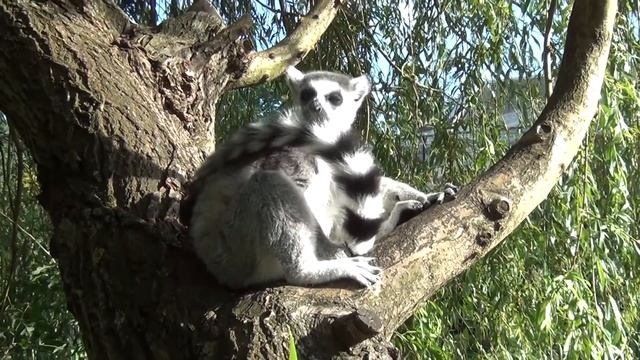 Ring-tailed lemur Lemur katta Lemur catta 3 смотреть онлайн