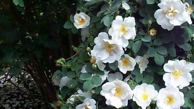 Alba Semi-Plena rose смотреть онлайн