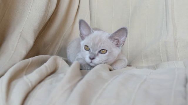 Бурманские котята смотреть онлайн