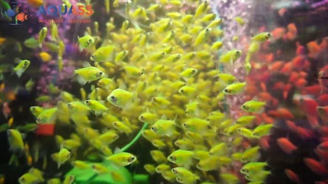 ?Aquass - Тернеция Глофиш зеленая (Gymnocorymbus Ternetzi glofish green) смотреть онлайн