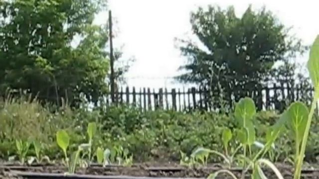 капельный полив капусты смотреть онлайн