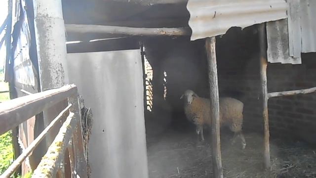 Деревенская жизнь, трудяги Валентина и Николай, старинный способ посадки помидор и многое другое смотреть онлайн