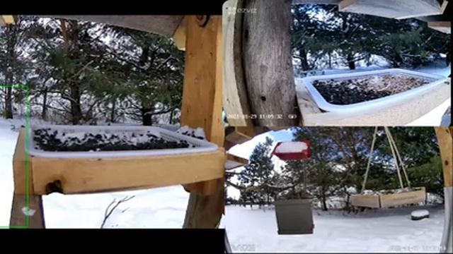 2021 Jan 29: Livestream bird feeding station. Ripley, Ontario Canada by AtHomeFriendlyTecGuy смотреть онлайн