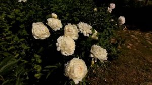 Пион ЭЛЗА САСС / Paeonia ELSA SASS - ОБЗОР, ОПИСАНИЕ, ЦВЕТЕНИЕ, ОТЗЫВ