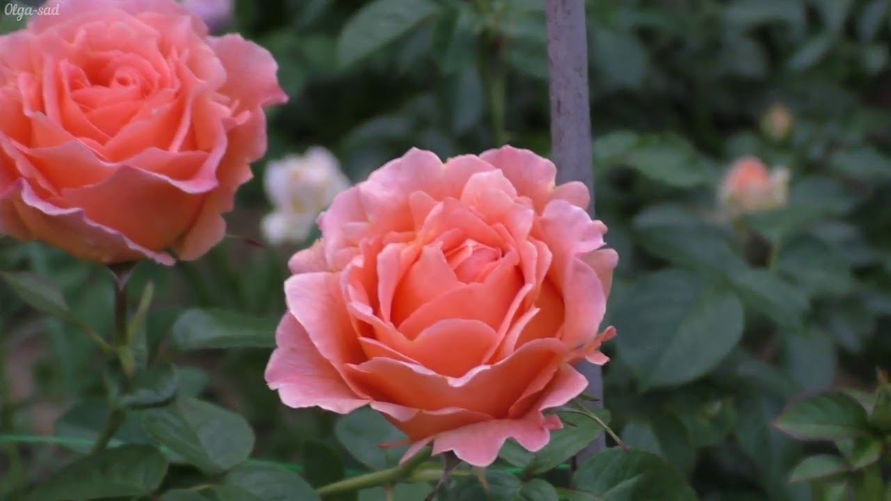 .Сравнение.Роза Полька. смотреть онлайн