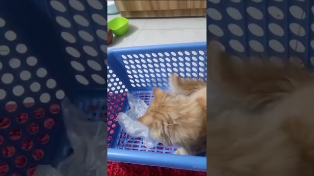 #catlover #viralvideo https://www.facebook.com/profile.php?id=100092719914351&mibextid=ZbWKwL смотреть онлайн