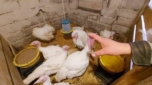 вес индюков в 4,5 месяца!! поросята шевелятся)) АС как кот! Чернуха перегуляла!! смотреть онлайн