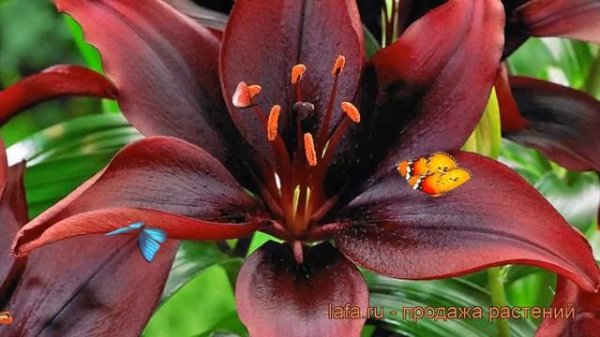 Лилия азиатская Мапира (lilium mapira) ? лилия Мапира обзор: как сажать луковицы лилии Мапира