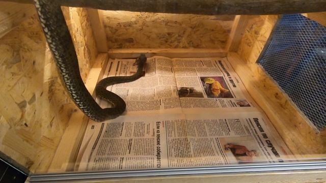 Как охотится и ест ящеричная змея (How does a Montpellier snake hunt) смотреть онлайн