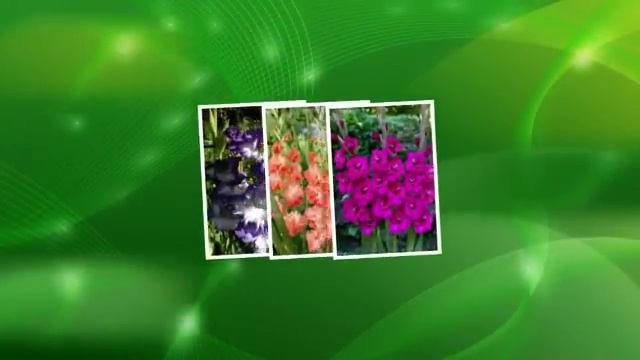 Гладиолус - король цветов