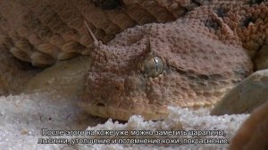 Чесотка у собак