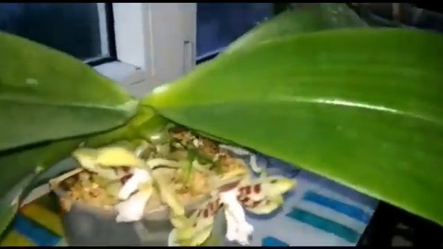 Фаленопсис .P. Yaphon Gelacea смотреть онлайн