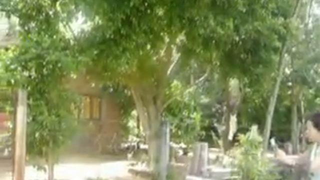 Ficus Benjamin смотреть онлайн