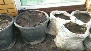 Обработка теплицы перед посадкой растений / Марганцовка и медный купорос