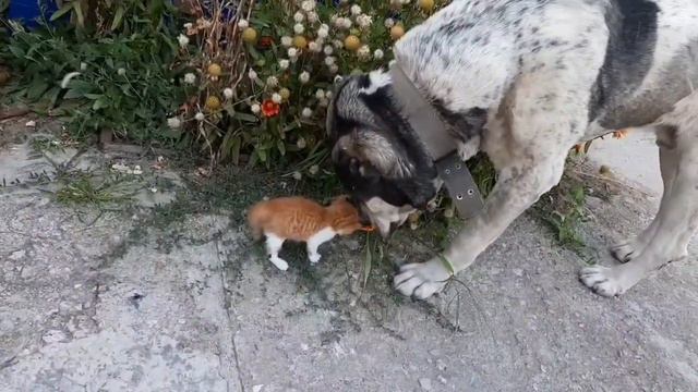 АЛАБАЙ и КОТЕНОК, дело не в размере, а в ХАРАКТЕРЕ смотреть онлайн