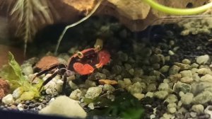 Про рацион крабов-вампиров (краб красный дьявол, geosesarma)