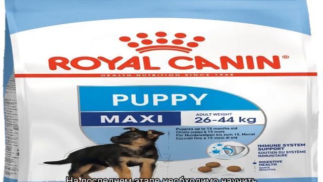 Как воспитать питбуля в домашних условиях смотреть онлайн