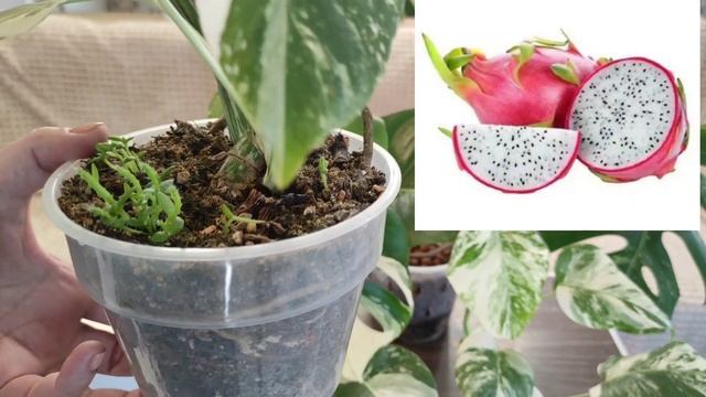 ОБЗОР КОЛЛЕКЦИИ МОНСТЕР. СЕНТЯБРЬ 2023г. Уход, выбор черенка и подбор горшка для монстер. смотреть онлайн