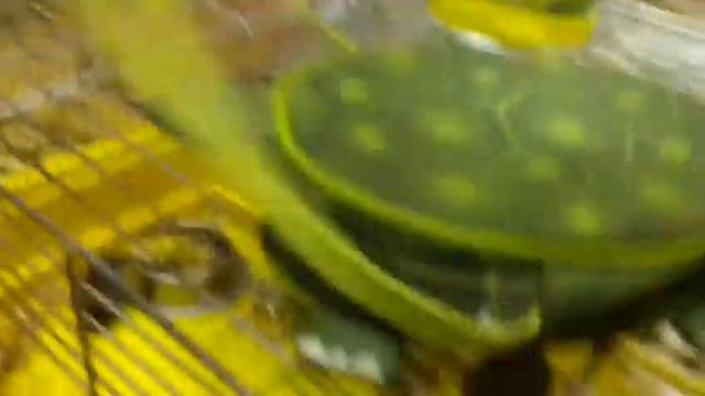 Хомяк и Зло-черепашка :D смотреть онлайн