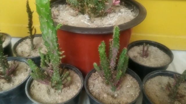 Opuntia Monacantha Plant Update After Repotting ||