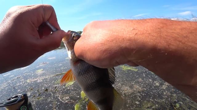 Рыбалка на спиннинг с берега. Спиннинг 2023. Ловля щуки на спиннинг летом. смотреть онлайн