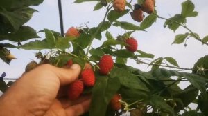 малина Маргарита! лучшая малина