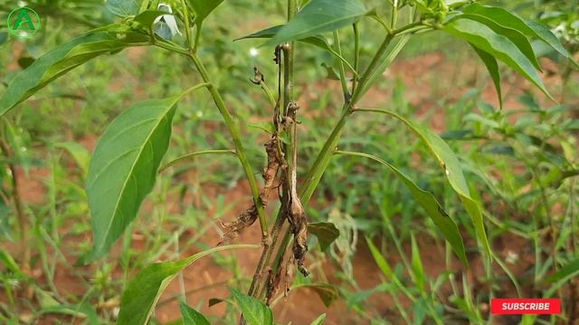 Amistar top fungicide पूरी जानकारी || दुनिया का सबसे बेहतरीन फंगीसाइड смотреть онлайн