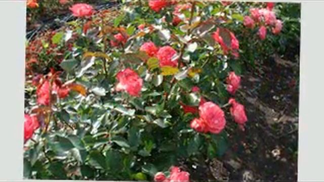 Плетистая роза Антик 89 от тм Дивосад смотреть онлайн