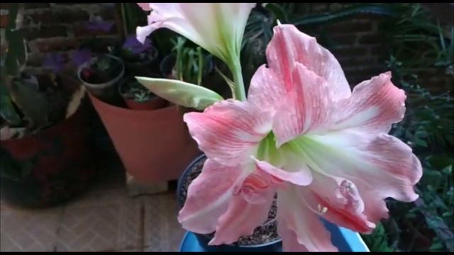 **GIANT AMADEUS AMARYLLIS** смотреть онлайн