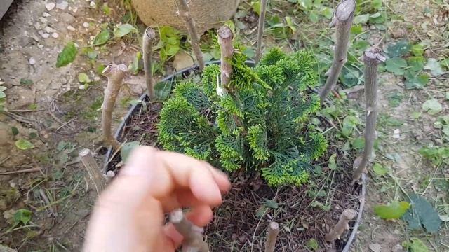 ⭐ЭКСТРЕМАЛЬНАЯ СТРИЖКА кустарников и деревьев I ЧИСТОТА на участке смотреть онлайн
